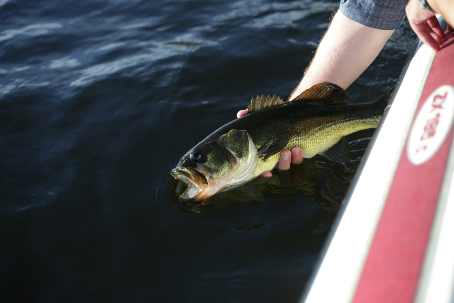 Bass, Pike, and Walleye